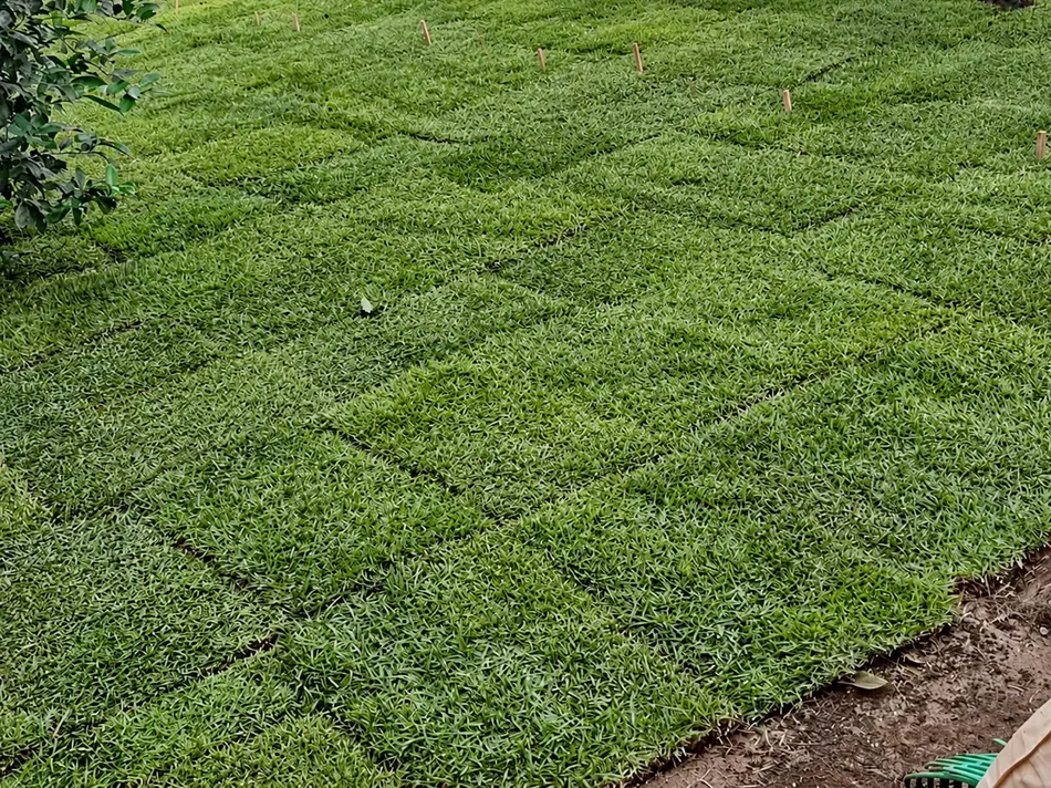 Placas de grama dispostas lado a lado, com juntas visíveis e solo nas bordas