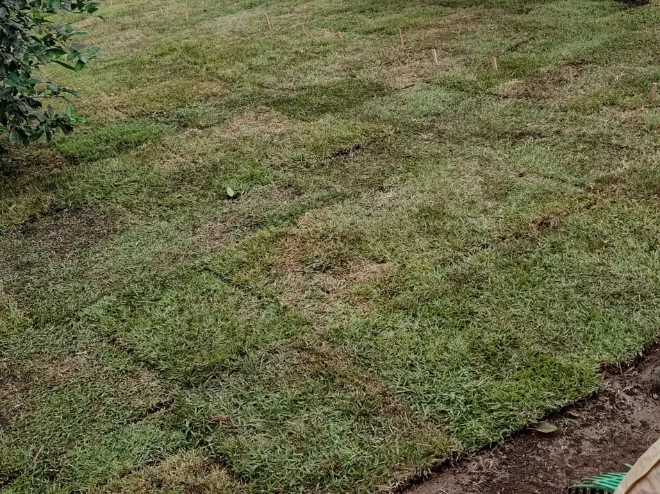 Gramado em placas recém-instalado em quintal amplo com árvores frutíferas