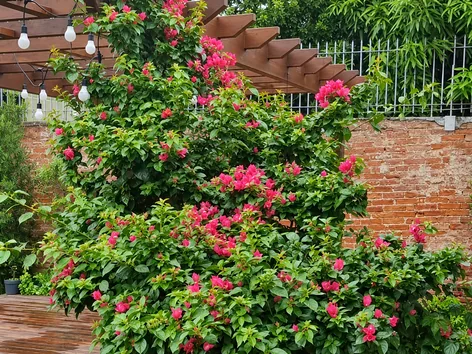 Poda ornamental e condução de primavera florida em pergolado de madeira