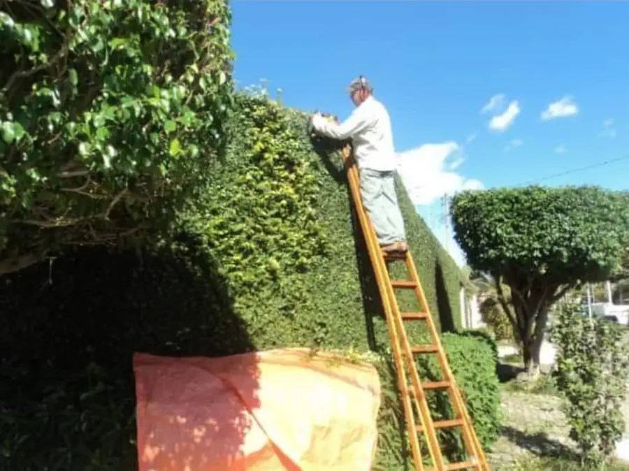Jardineiro podando cerca viva alta sobre escada, com lona recolhendo os resíduos