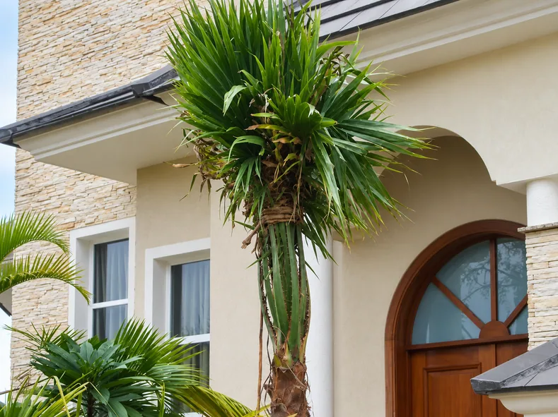 Revitalização de jardim com plantio e fixação de palmeira ornamental em entrada de casa