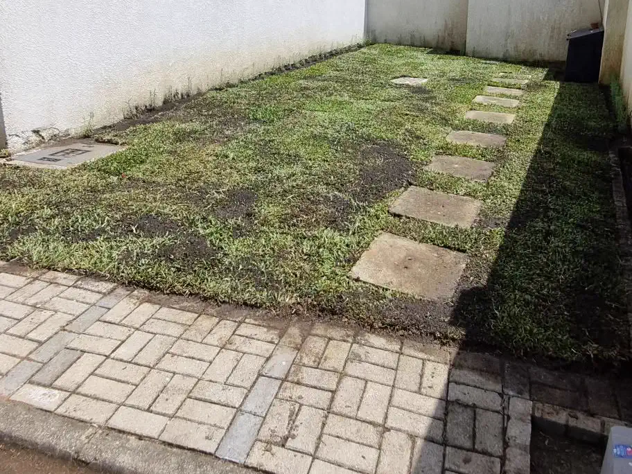 Quintal revitalizado com gramado novo em placas e caminho de pedras