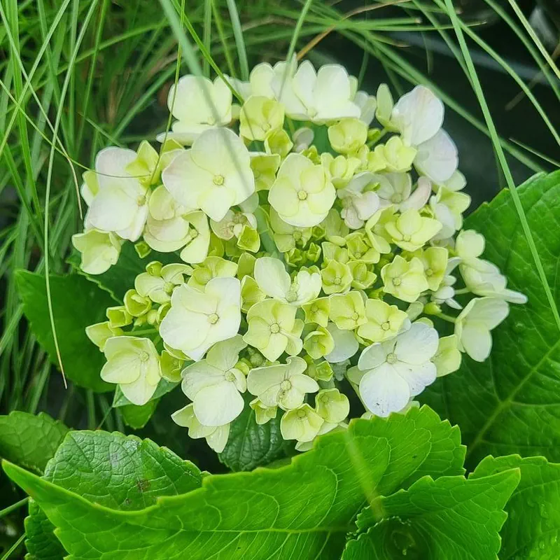 Hortênsia branca florida em canteiro cuidado pela Flora Marchetti