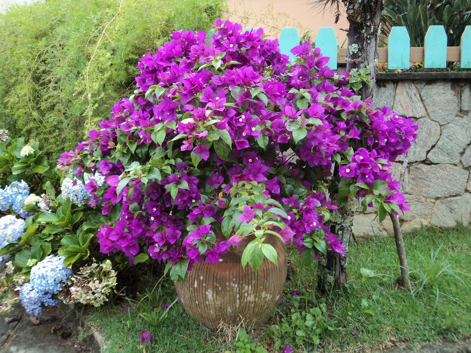 Plantio de flores ornamentais