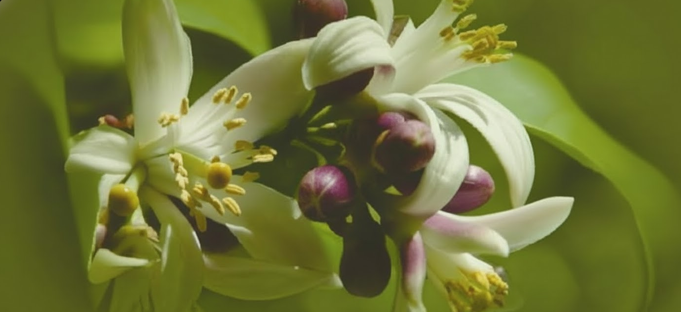Projeto de paisagismo com flores coloridas em Curitiba realizado pela Flora Marchetti